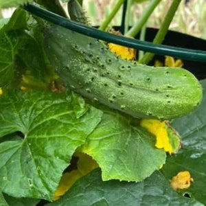 Wisconsin SMR 58 Cucumber Seeds | Heirloom