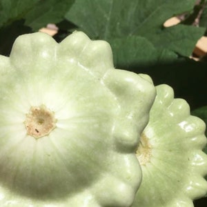 Bennings Kürbiskerne Green Tint | Erbstück | Bio