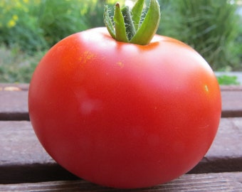 Calypso Tomato Seeds | Heirloom | Organic