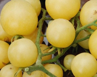 Super Snow White Tomato Seeds | Heirloom