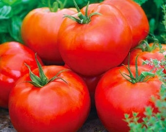 Semillas de tomate Ace 55 / Heirloom / Orgánicas