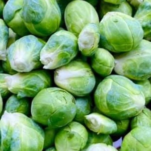 Semi di cavoletti di Bruxelles Catskill / Cimelio / Biologici