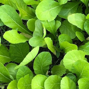 Gai Choi (Mustard) Seeds | Heirloom