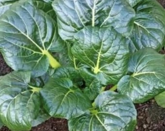 Black Knight Tatsoi Seeds