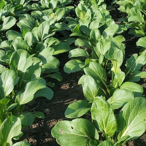 Yu Choy Sum (Jung Green) Seeds