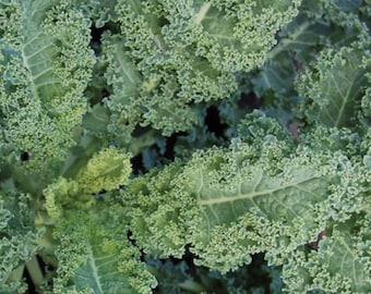 Dwarf Blue Curley Scotch Kale Seeds | Heirloom