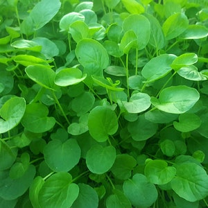 Upland Cress Seeds | Heirloom