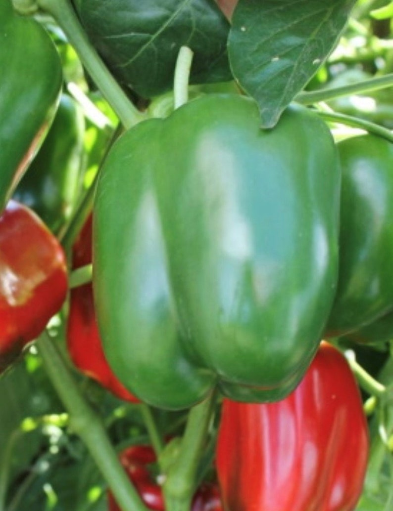 Yolo Wonder Pepper Seeds - Etsy