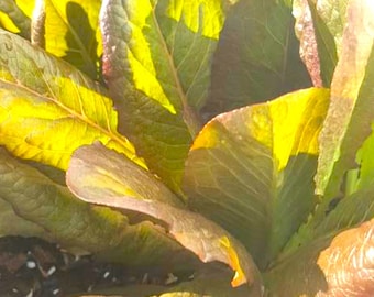 Cimmaron Romaine Lettuce Seeds | Heirloom