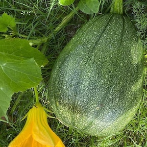 Tatume Squash Seeds | Heirloom