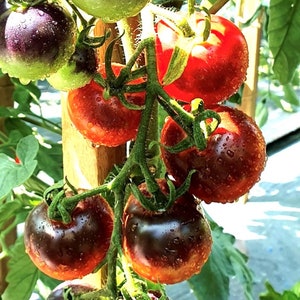 Cascade Village Blue | Heirloom Tomato Seeds | Organic