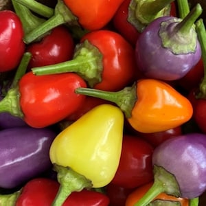 Chinese 5 Color Pepper Seeds | Hot | Organic