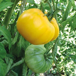 Yellow Beefsteak Tomato Seeds | Heirloom