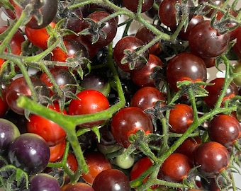 Semillas de tomate de arándanos azules / Orgánicas