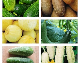 Cucumber Collection | Seeds