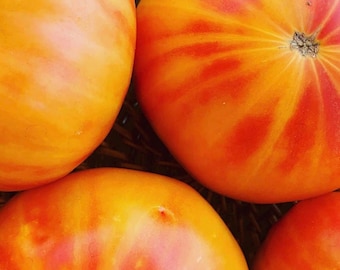 Pineapple Tomato Seeds | Heirloom