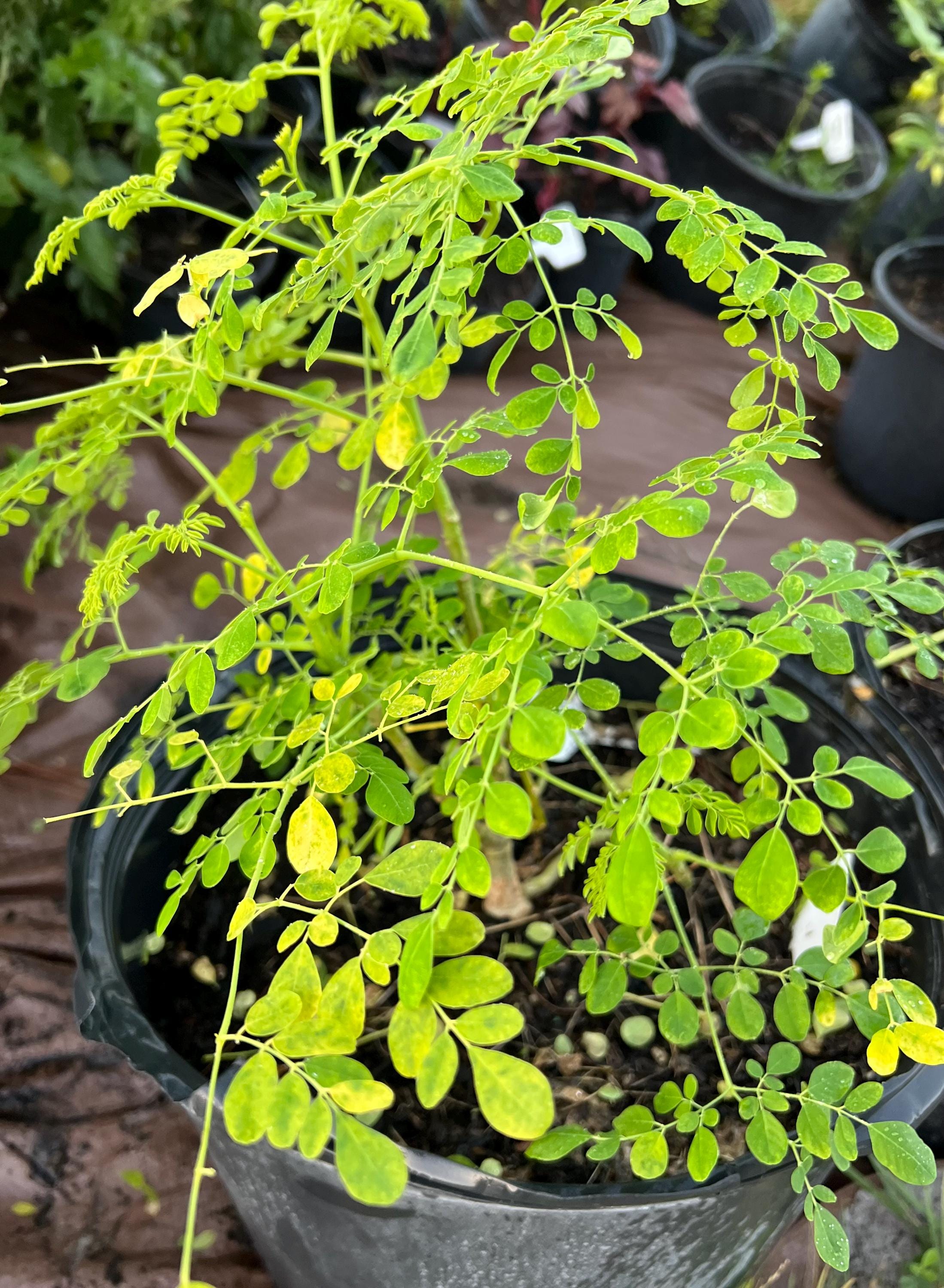 Moringa Samen - Etsy sterreich