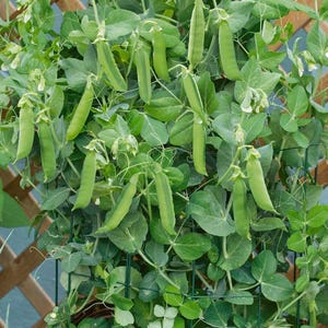May include: A lush, green pea plant with numerous pods and leaves. The plant is supported by a wire frame, showcasing the fresh, vibrant growth of the vegetable. The image highlights the natural beauty of the garden.