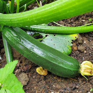 Dark Green Zucchini Seeds | Heirloom