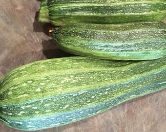 Costata Romanesco Zucchini Seeds | Heirloom