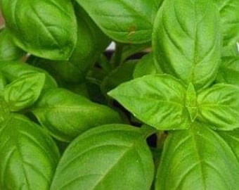 Sweet Basil Seeds | Heirloom