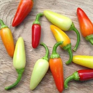 Cascabella (Hot) Pepper Seeds