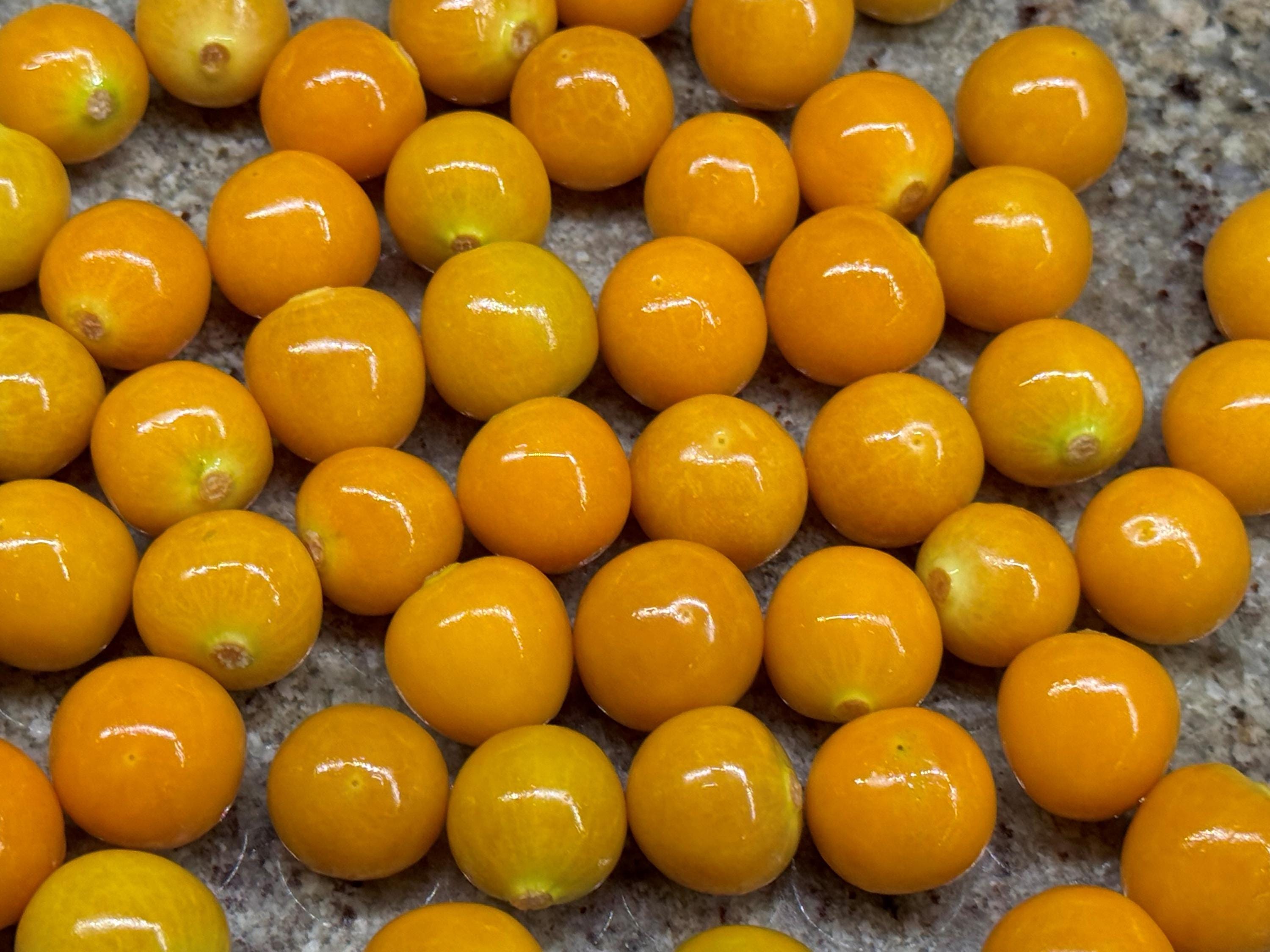 Golden Berry | Aka Peruvian Ground Cherry | Cape Gooseberry | Heirloom ...
