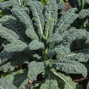 Lacinato Kale Seeds | Heirloom