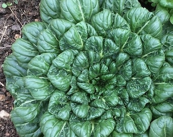 Semillas de Tatsoi Rosette / Variedad tradicional