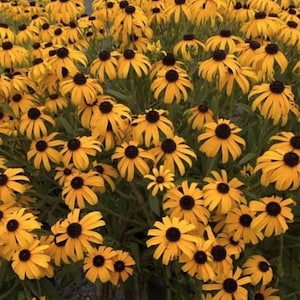 Black Eyed Susan Flower Seeds