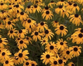 Black Eyed Susan Blumensamen