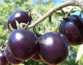Semillas de tomate azul de Helsing Junction