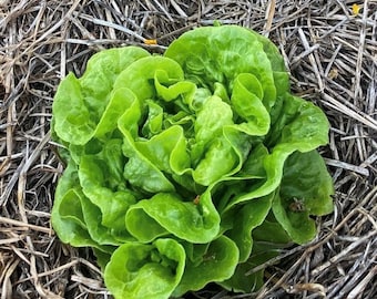 Tom Thumb Lettuce Seeds | Heirloom