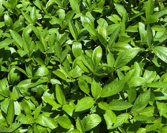 Semillas de espinaca egipcia (Molokhia) / Reliquia / Orgánica