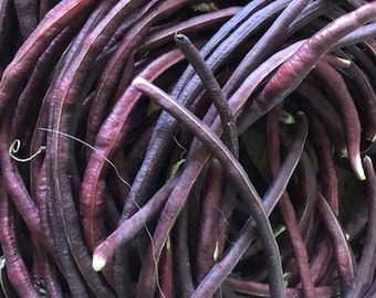 Semi di fagiolo viola (Mart Tsu In) lungo un metro / cimelio