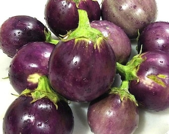 Semillas redondas de berenjena morada / Variedad tradicional