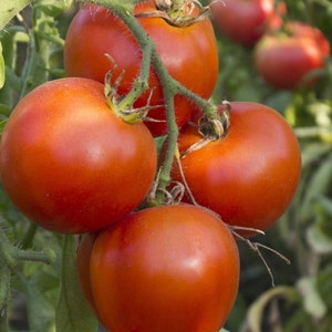 Arkansas Traveler | Heirloom Tomato Seeds | Organic