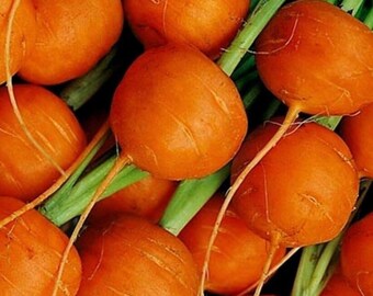 Semi di carota parigina / Cimelio / Biologici