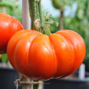 Cuostralee Tomato Seeds | Heirloom