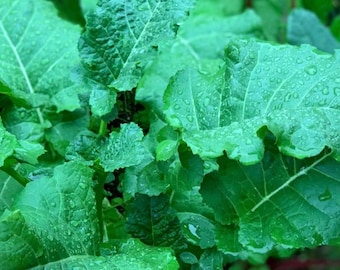 Ethiopian Kale Seeds | Heirloom