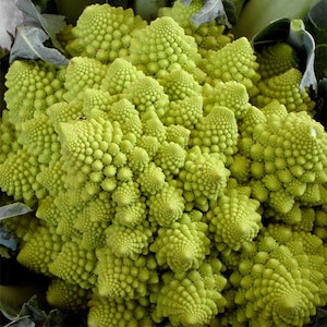 May include: A close-up of a green Romanesco broccoli, a type of edible flower, with a fractal-like pattern.