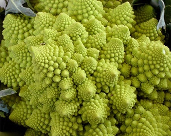 Romanesco Broccoli Seeds | Heirloom