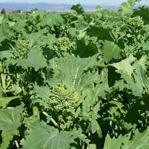 Early Fall Rapini Broccoli Seeds | Heirloom