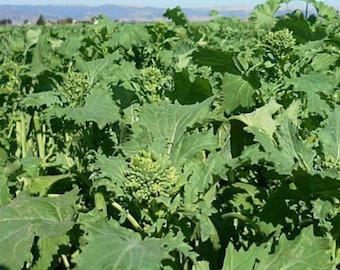 Semi di broccoli rapini di inizio autunno / Cimelio