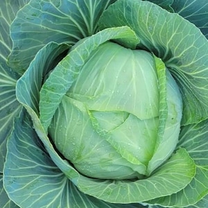 Brunswick Cabbage Seeds | Heirloom | Organic