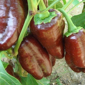 Chocolate Beauty Pepper Seeds | Sweet | Organic