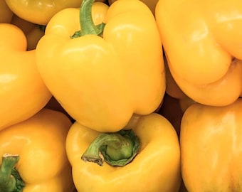 Semillas de pimiento amarillo canario / Dulce / Orgánico