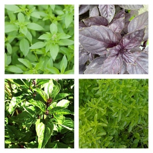 Artisan Basil Mix | Seeds