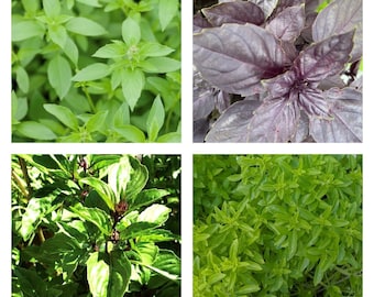 Artisan Basil Mix | Seeds