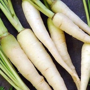 Lunar White Carrot Seeds | Heirloom